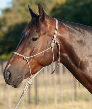 https://www.chicksaddlery.com/Merchant2/graphics/00000001/CL2300-TAN_320x380.jpg