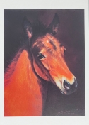 Blank Pack of 6 Cards - Bay Foal