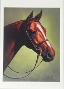Blank Pack of 6 Cards - Chestnut Hunter Horse
