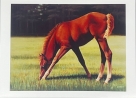Blank Pack of 6 Cards - Chestnut Foal