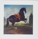 Blank 6 Pack of Cards - Horse In Courbette